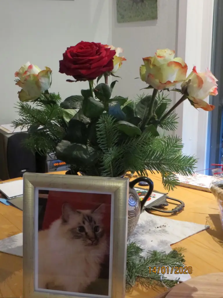 Condolence image of Uschi mit Seelenfreunden Shiva, Jojo und Merlin