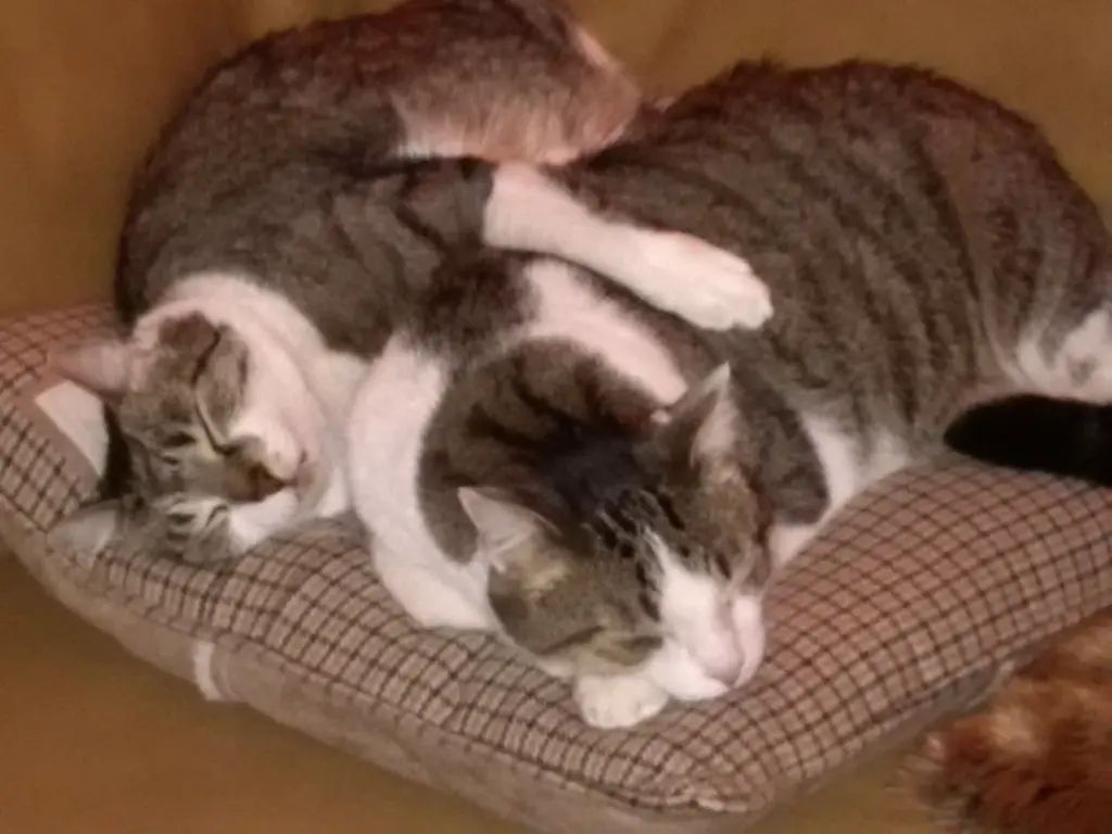 Condolence image of Anja mit Maja im ♥