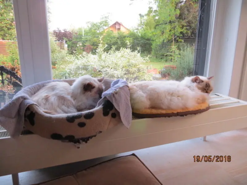 Condolence image of Uschi mit Seelenfreunden Shiva, Jojo und Merlin