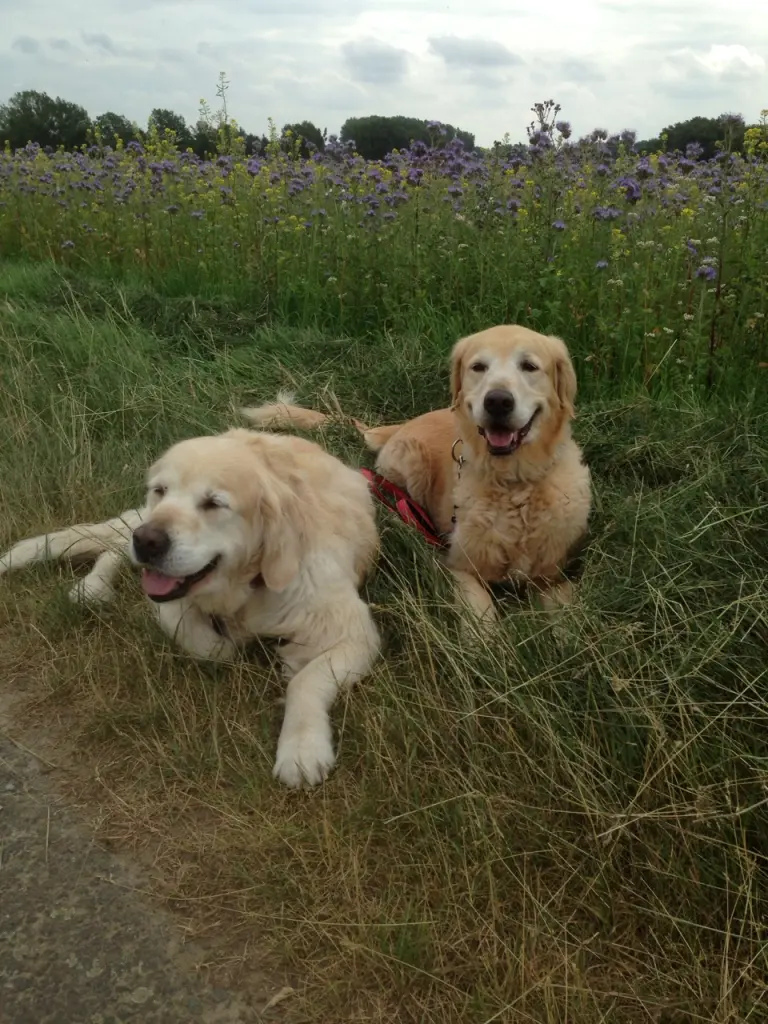 Image from Baily & Luna