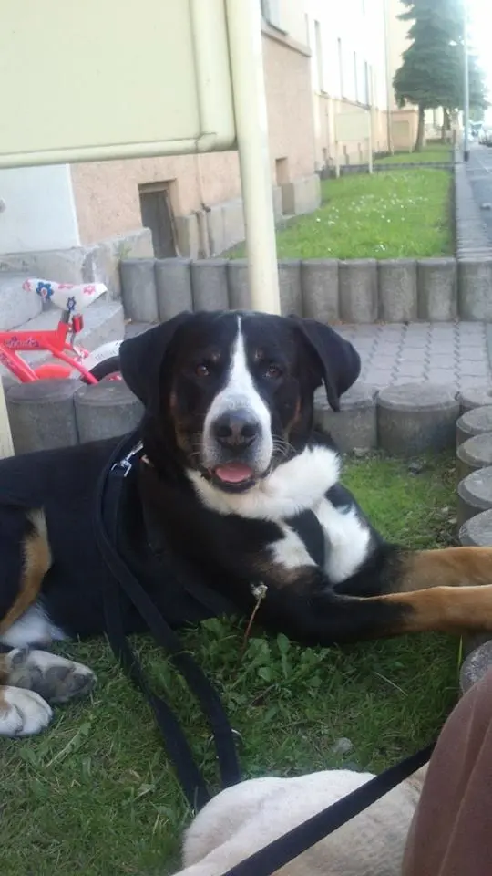 Image from Odin