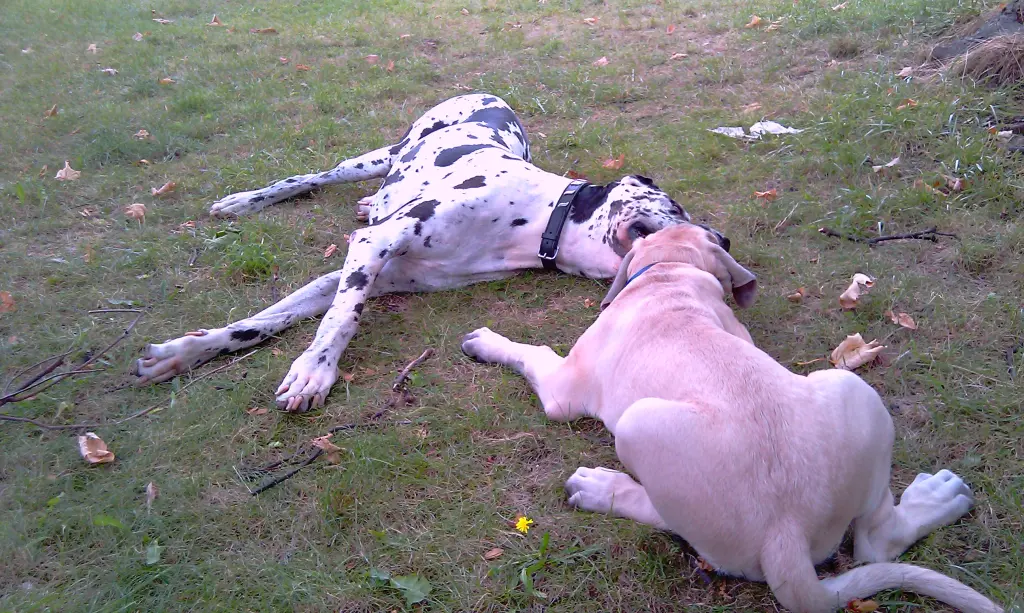 Condolence image of Daniela mit Sniper im Herzen