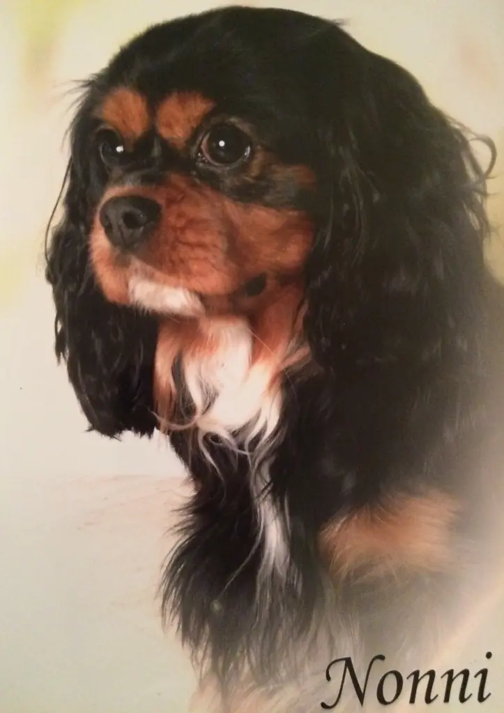Image from Nonni
