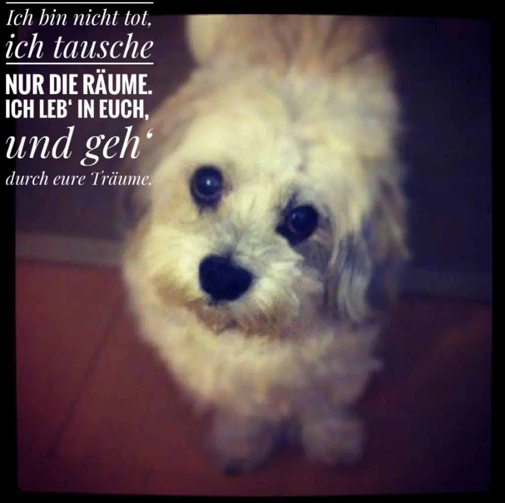 Image from Nacho