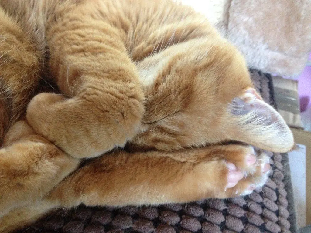 Image from Lancelot