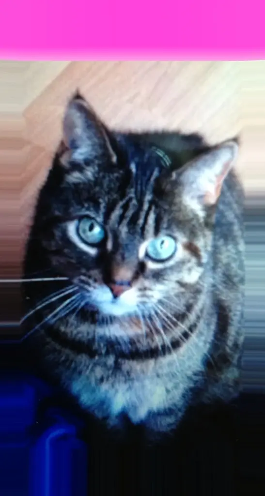 Condolence image of Nicole