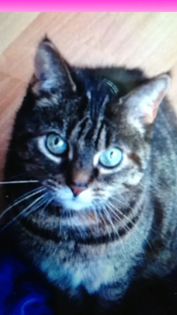 Image from Nibbles