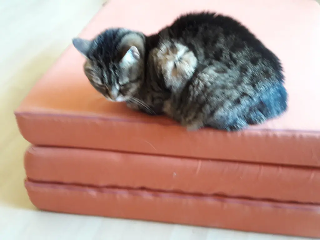 Condolence image of Evi