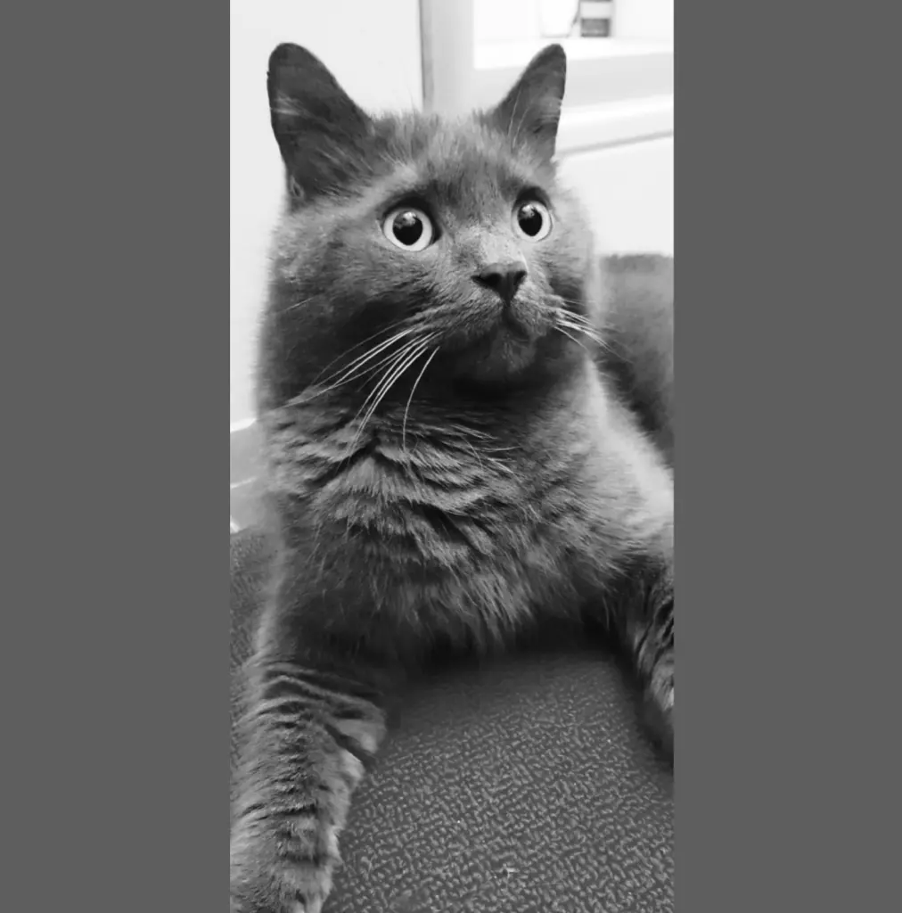 Condolence image of NADINE