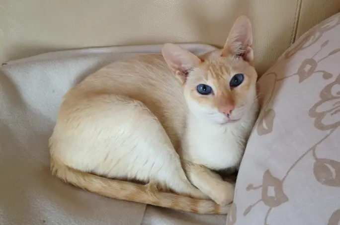 Image from Taiga