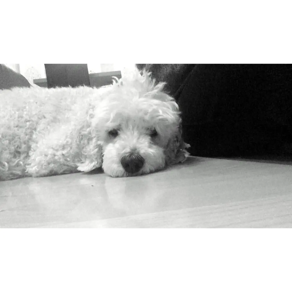 Image from Benji