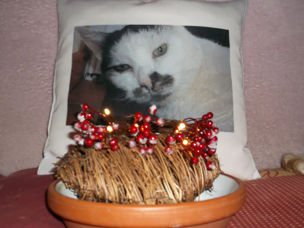 Condolence image of Immi 