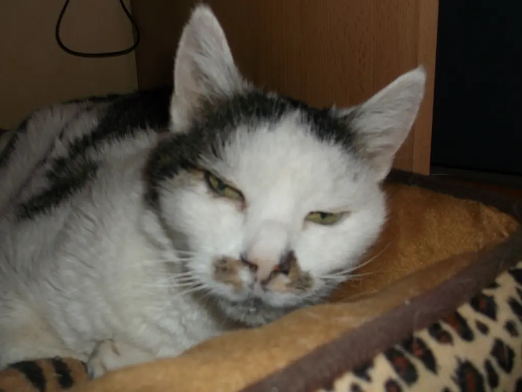 Condolence image of Irmi  Teske 