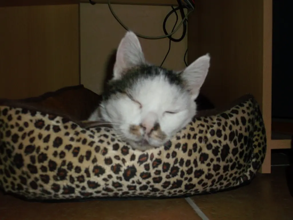 Condolence image of Immi mit Mio Mink und Geri