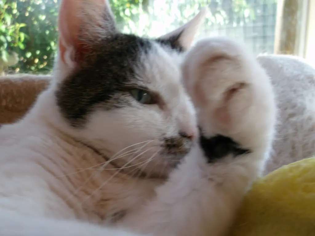Condolence image of Irmi 