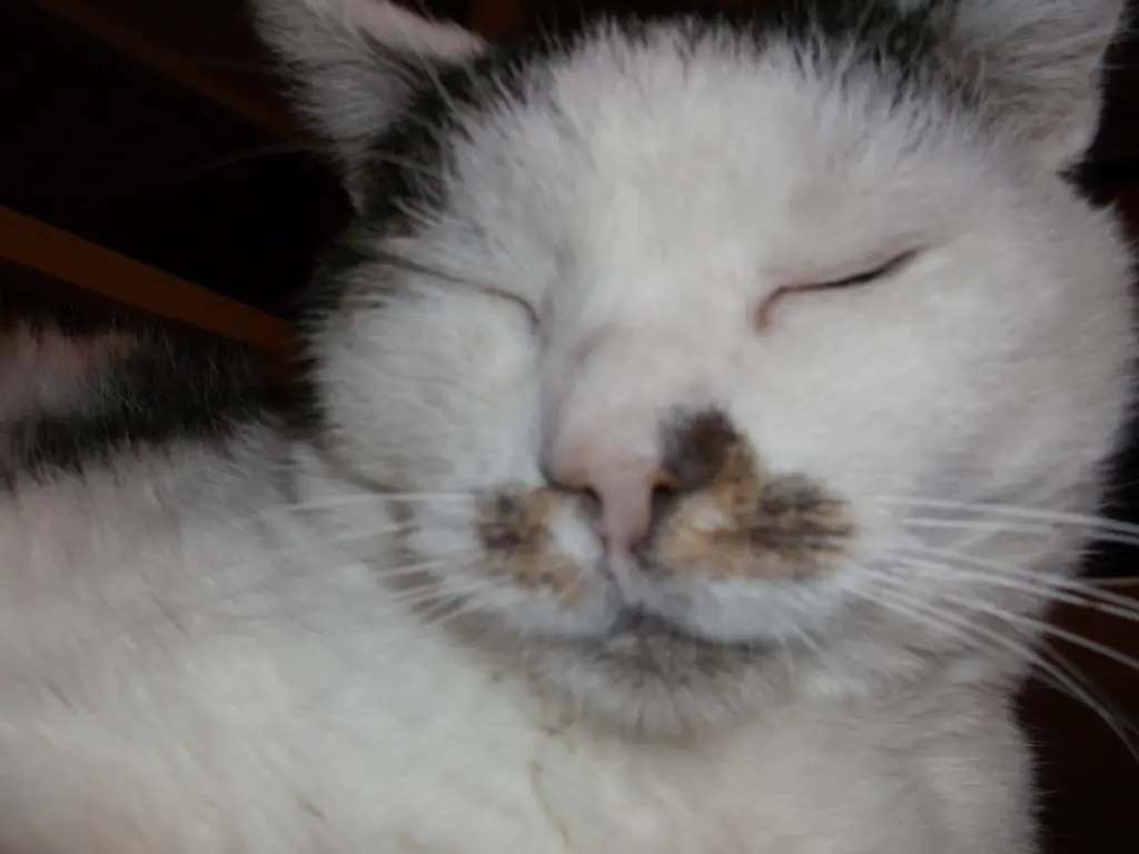 Condolence image of Irmi mit Mio Mink u. Geri