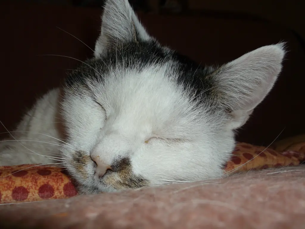 Condolence image of Irmi