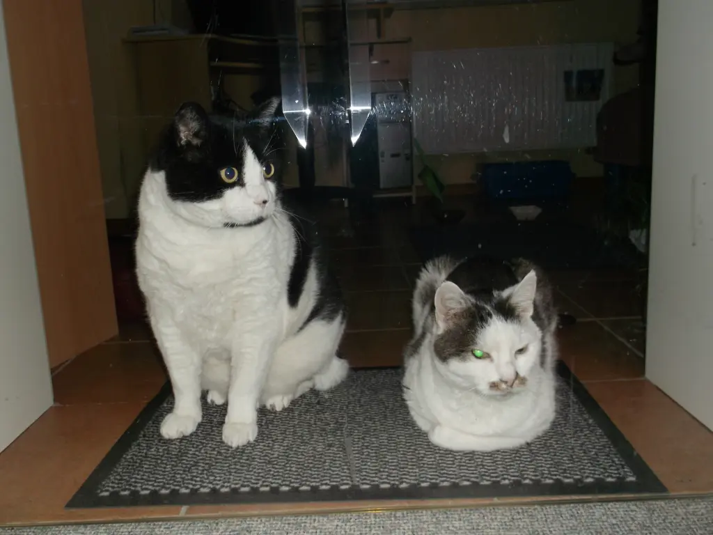 Condolence image of Irmi mit Mio Mink u.Geri