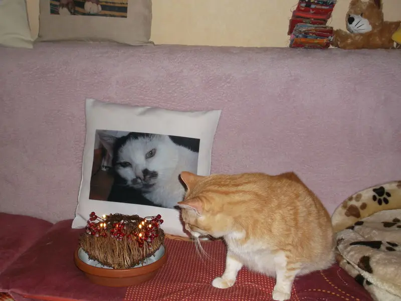 Condolence image of Irmi mit Rudi und Garry im Herzen mit Mio u.Mink