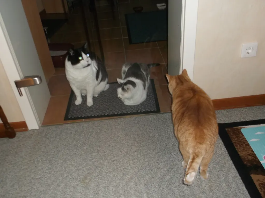 Condolence image of Irmi mit Minki u. Pflegekater Timon