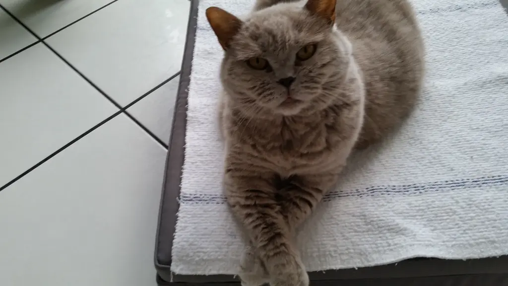 Image from Cappuccino
