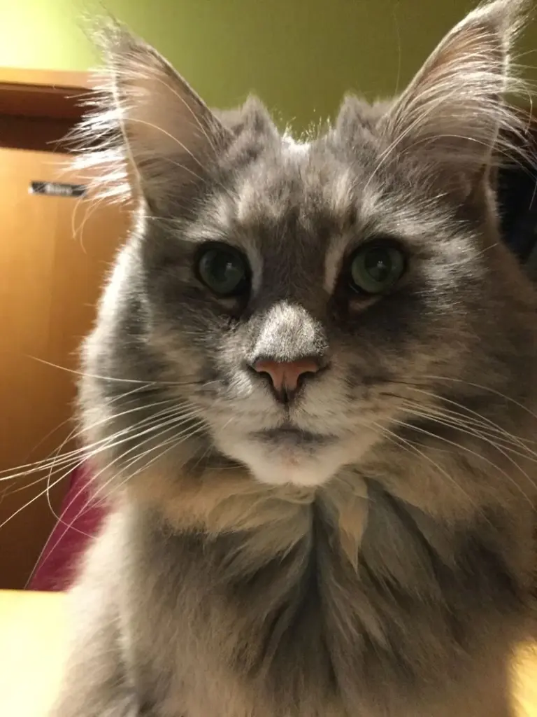 Andachtsbild von Brigitta mit Sam † 13.6.19