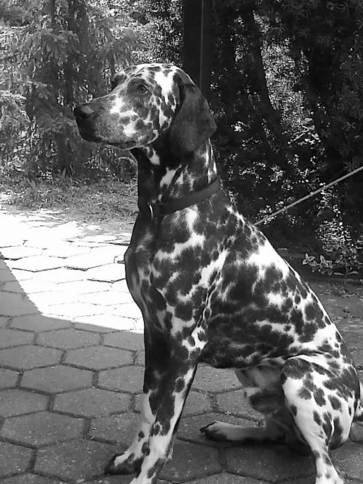 Image from Bob