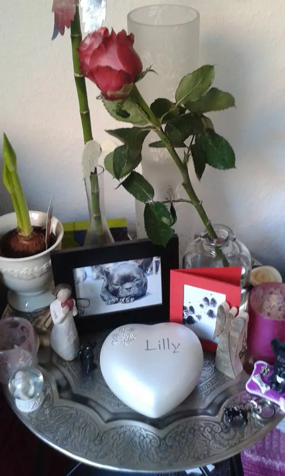 Image from Lilly