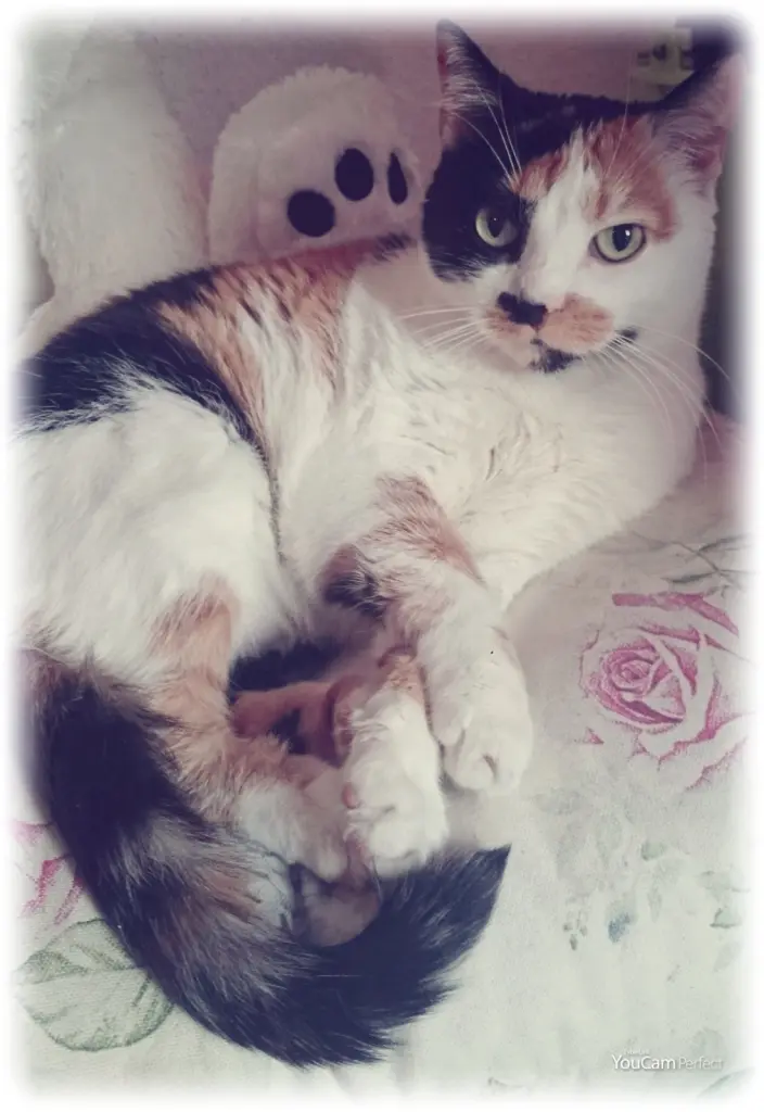 Image from Kissi