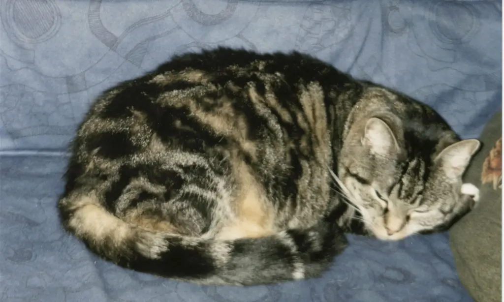 Image from Kessy