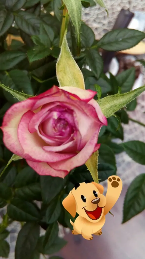 Condolence image of Unbekannt
