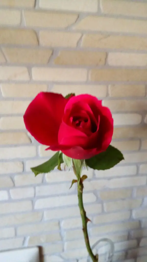 Condolence image of Unbekannt