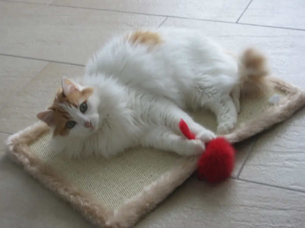 Bild von Coco