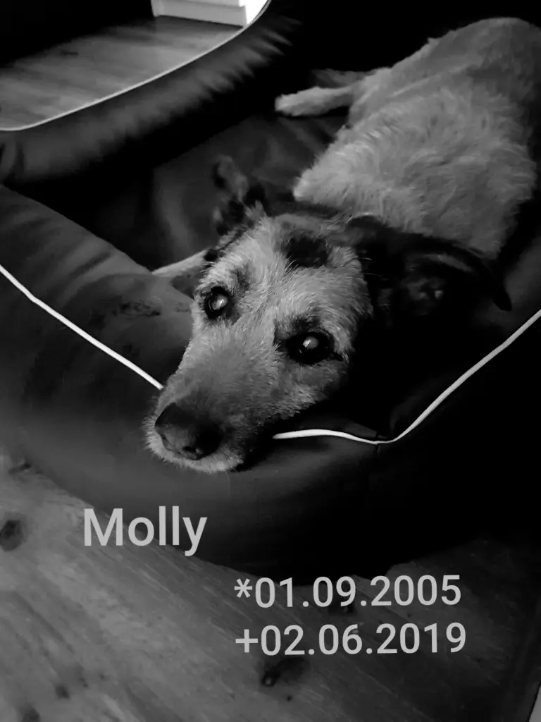 Image from Molly