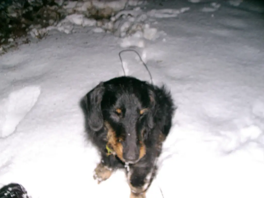 Condolence image of Holger