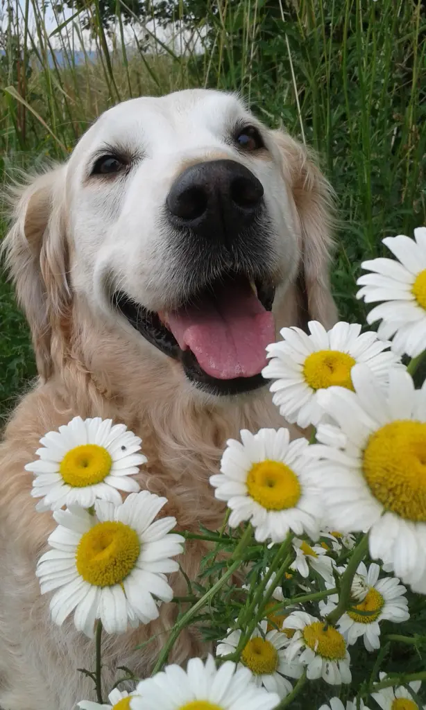 Andachtsbild von Unbekannt