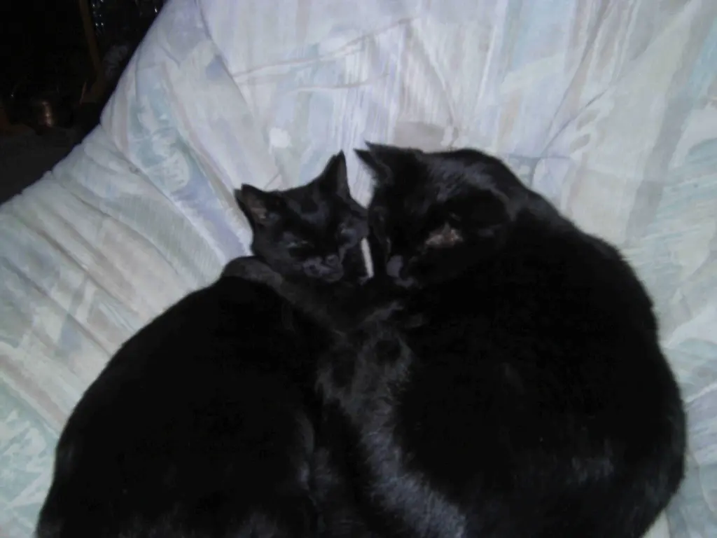 Image from Rudolf und Bella