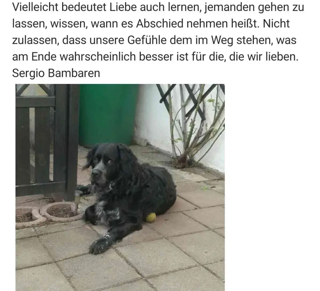 Bild von Gismo