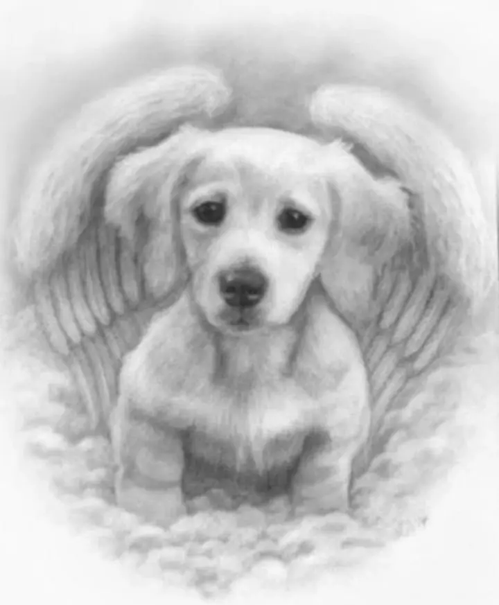 Condolence image of Uta (Frauchen)