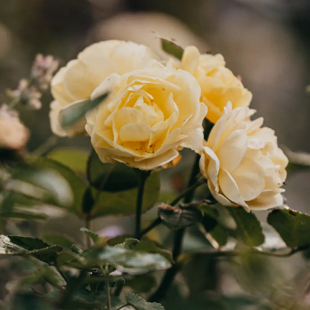 Bild einer Rose