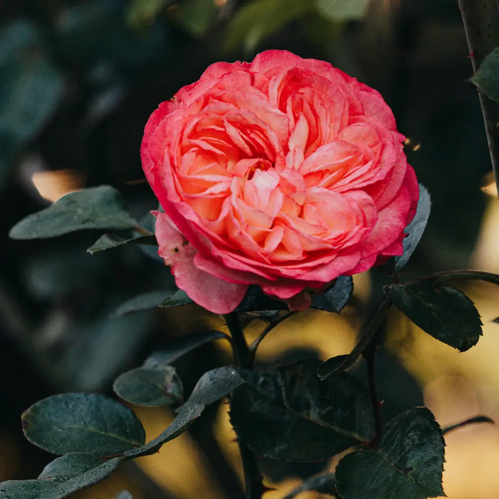 Bild einer Rose