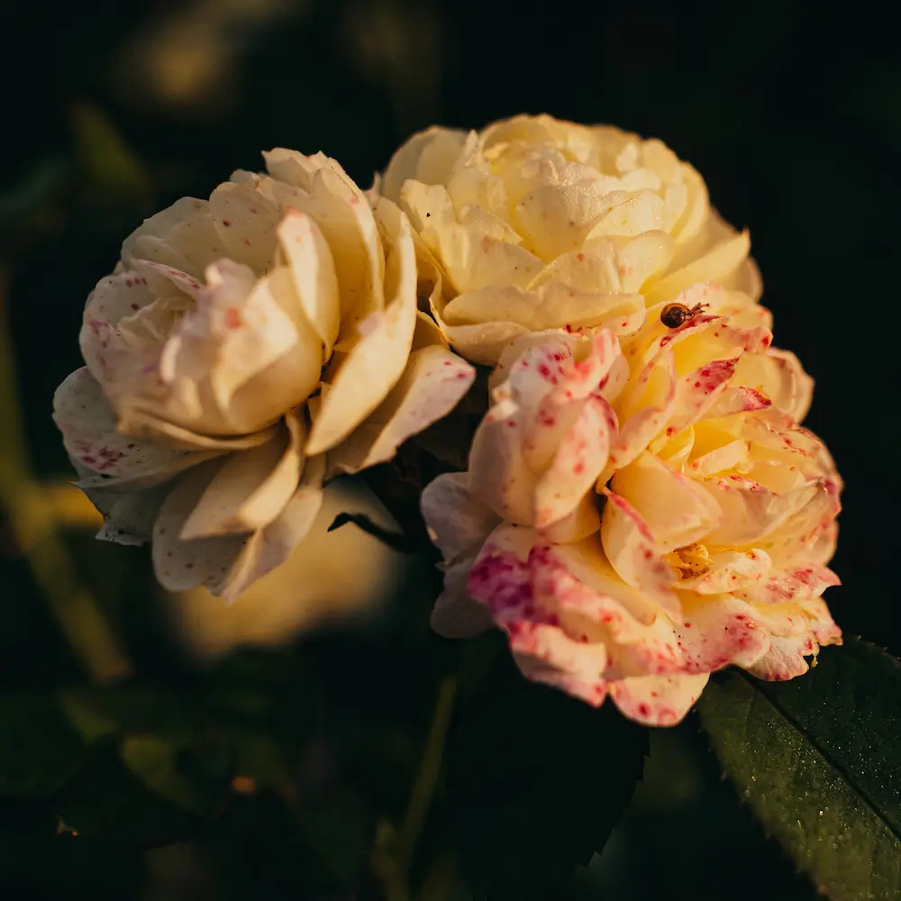 Bild einer Rose