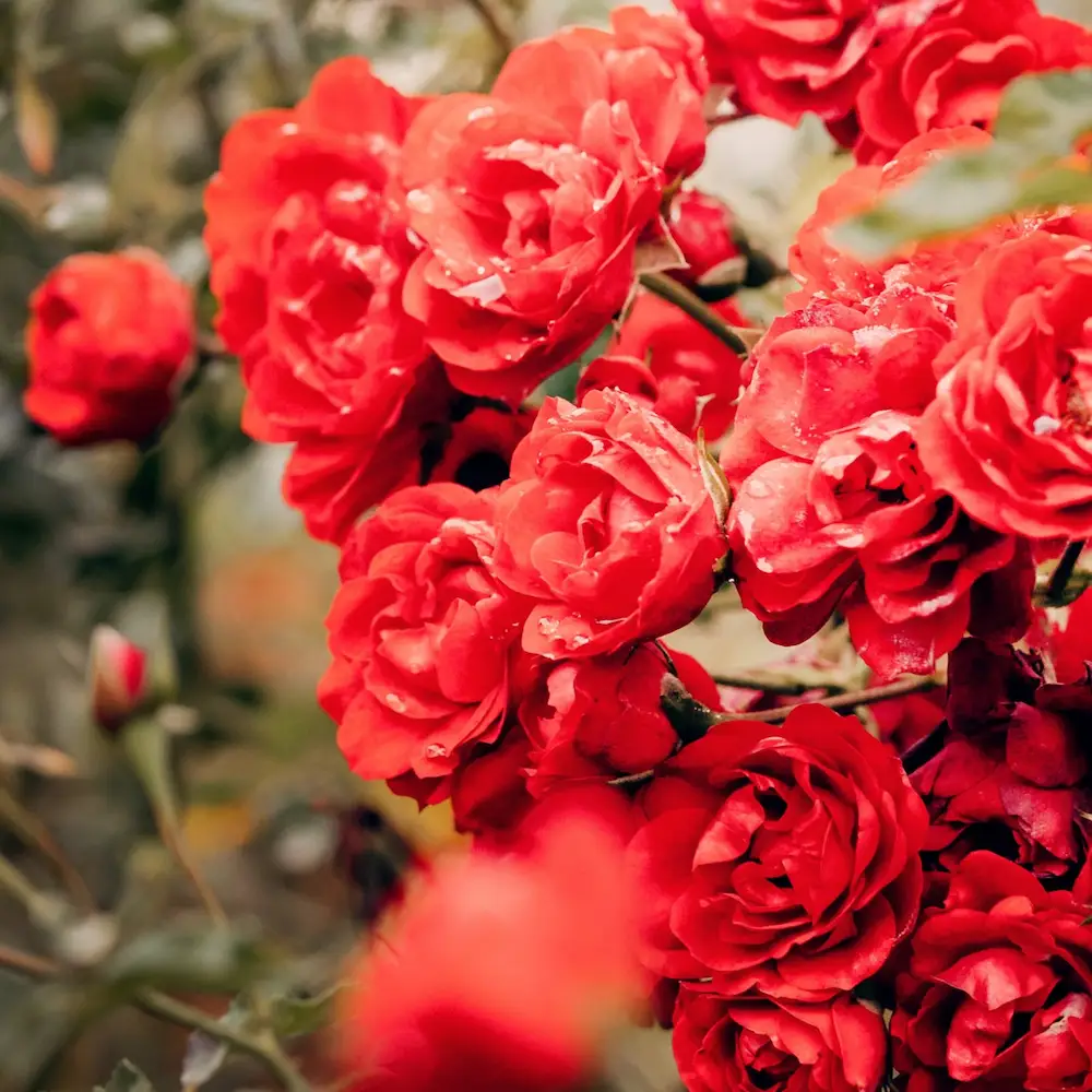 Bild einer Rose